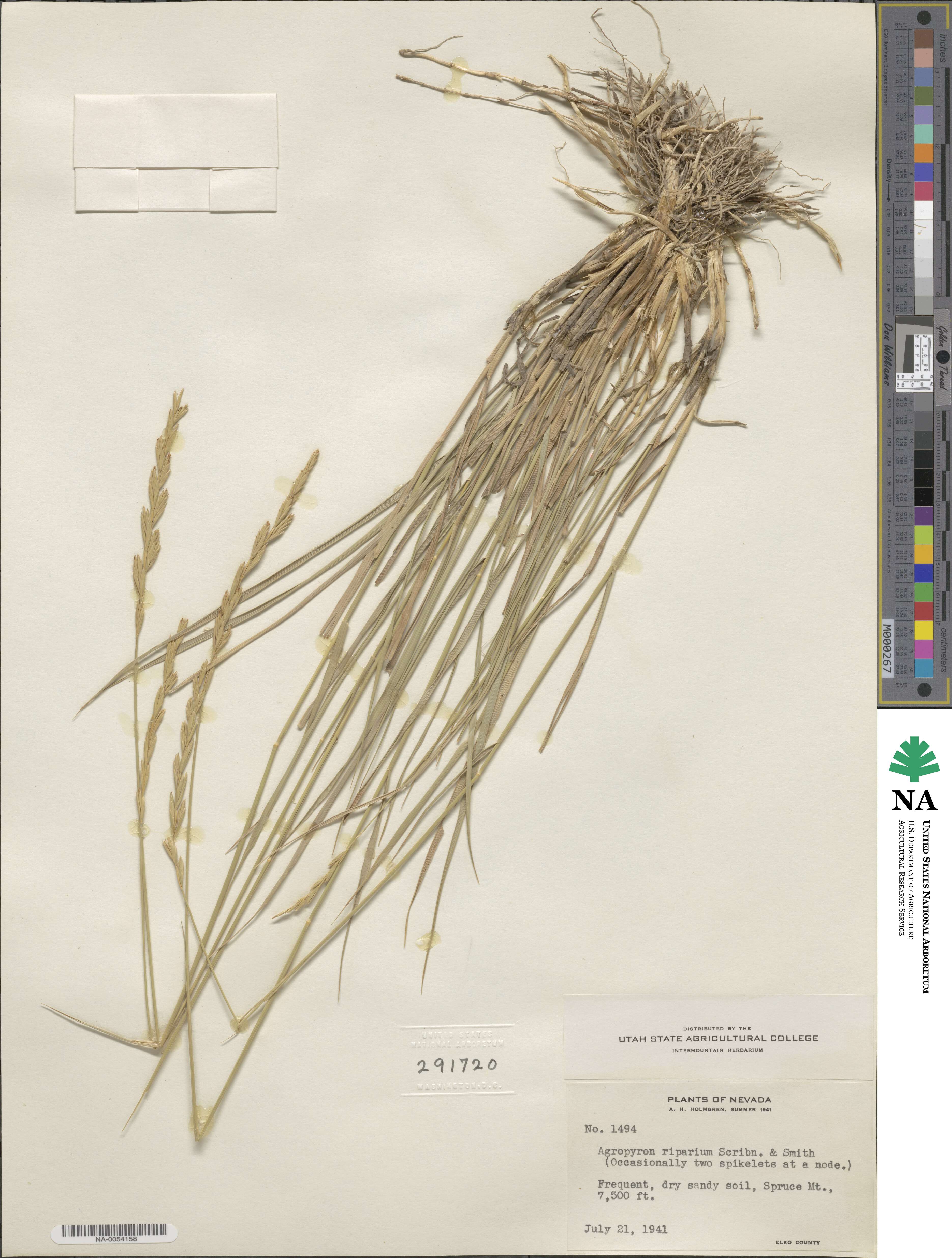 Elymus lanceolatus image