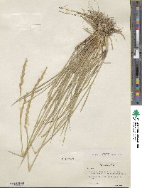 Elymus lanceolatus subsp. riparius image