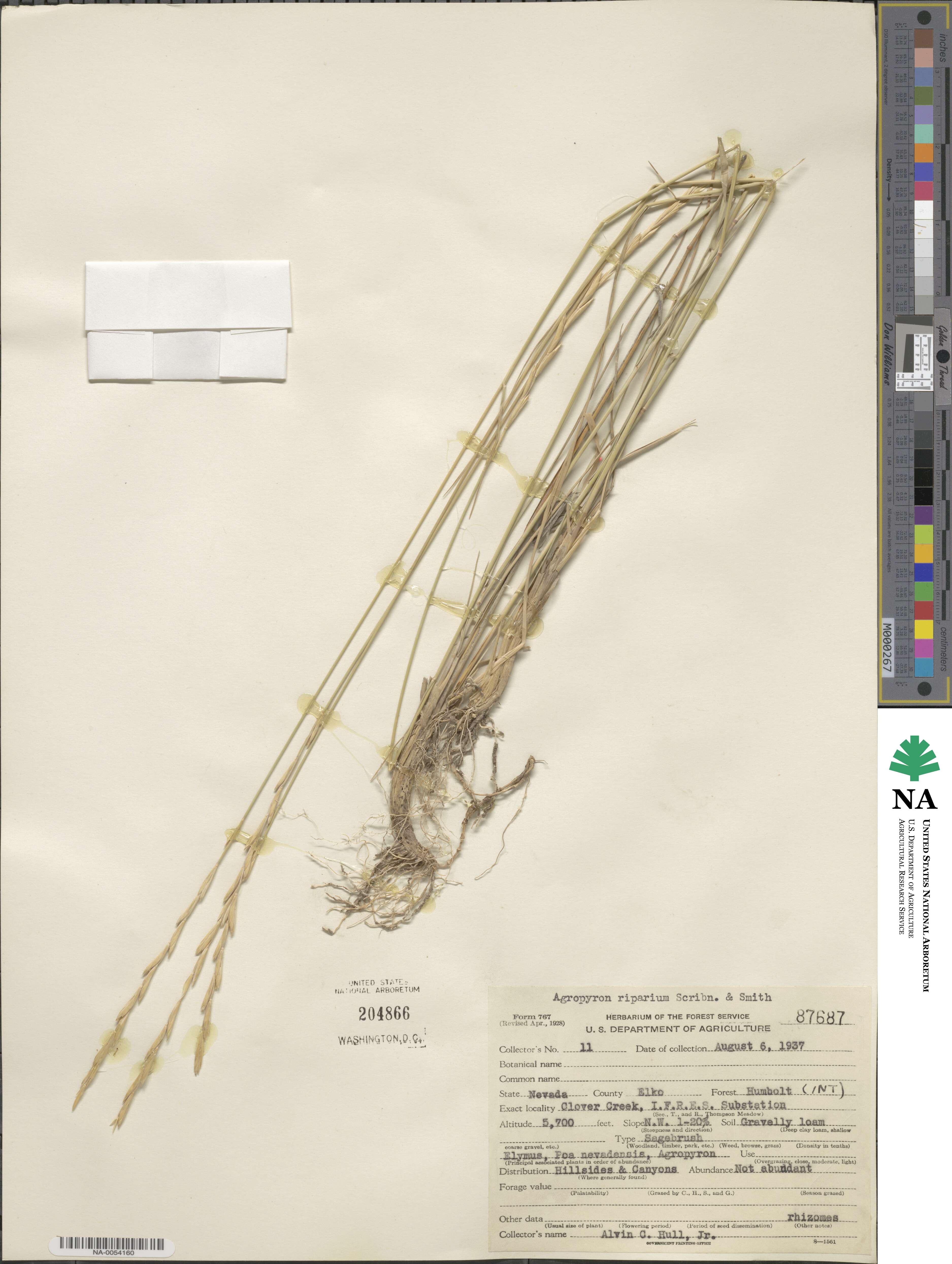 Elymus lanceolatus subsp. riparius image
