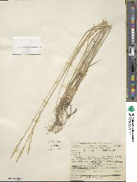 Elymus lanceolatus image