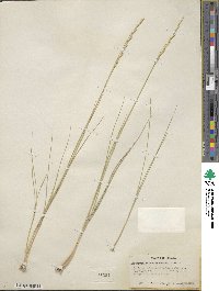 Elymus lanceolatus subsp. riparius image