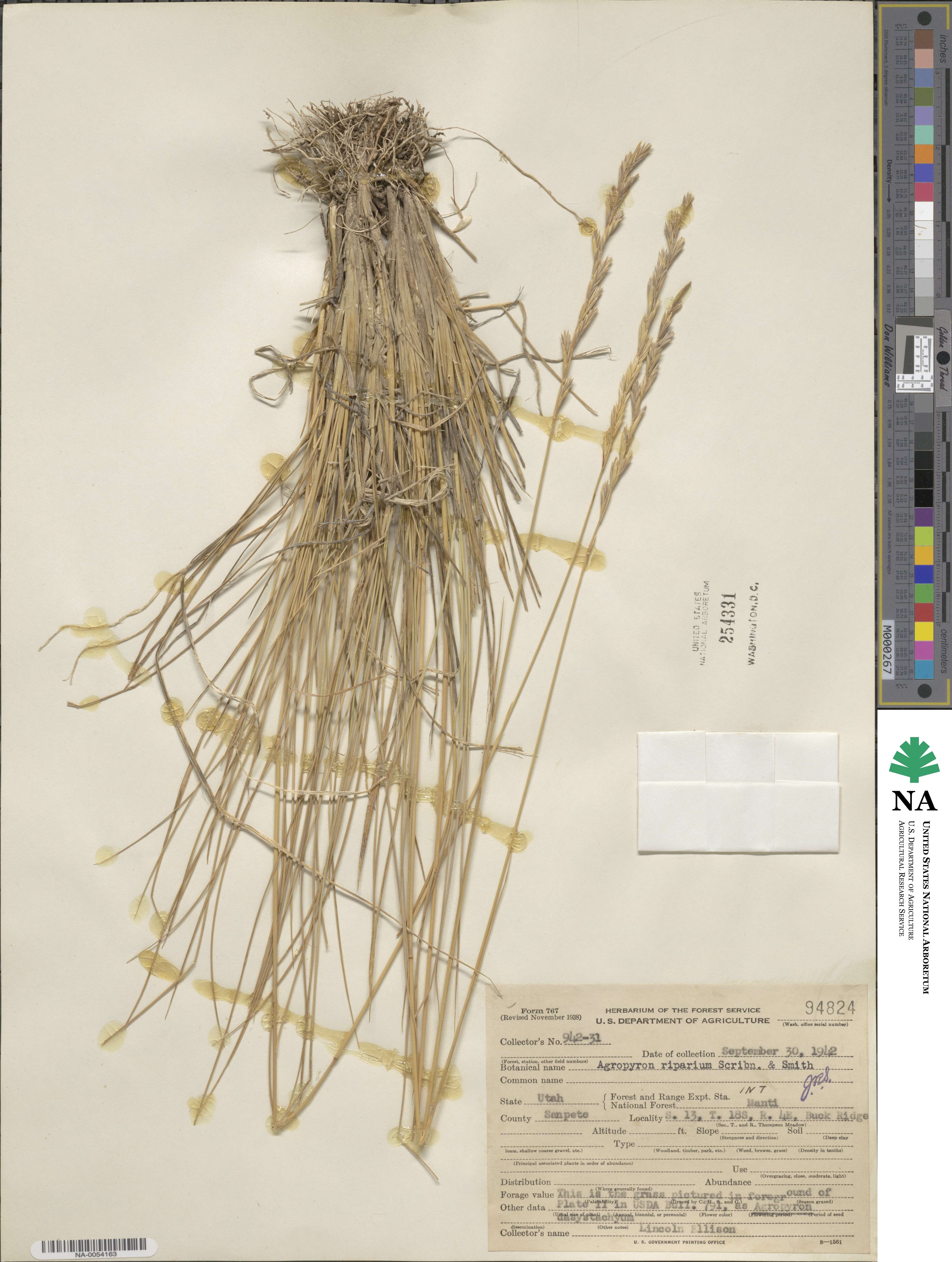 Elymus lanceolatus image