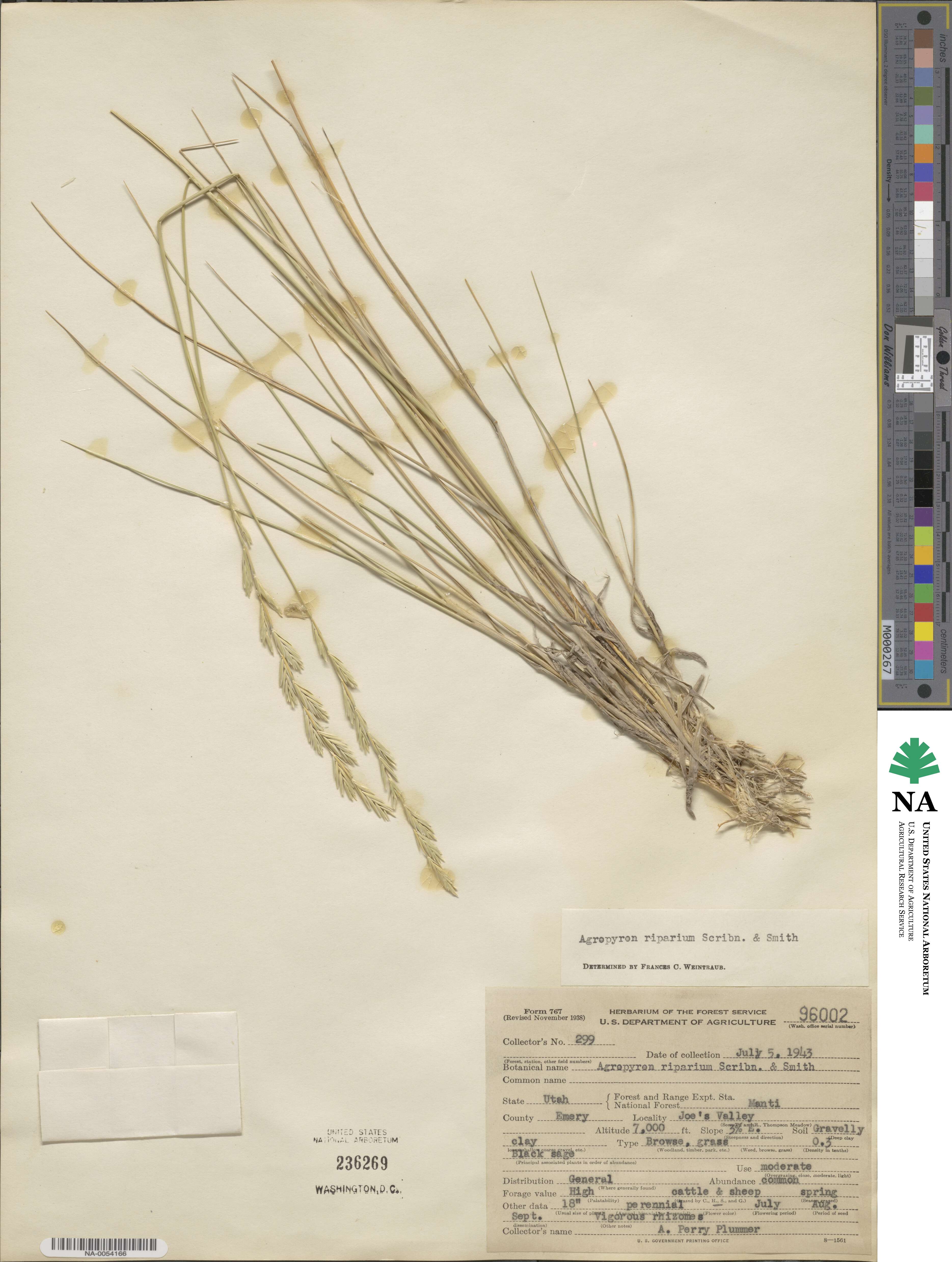 Elymus lanceolatus subsp. riparius image