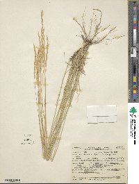 Elymus lanceolatus subsp. riparius image