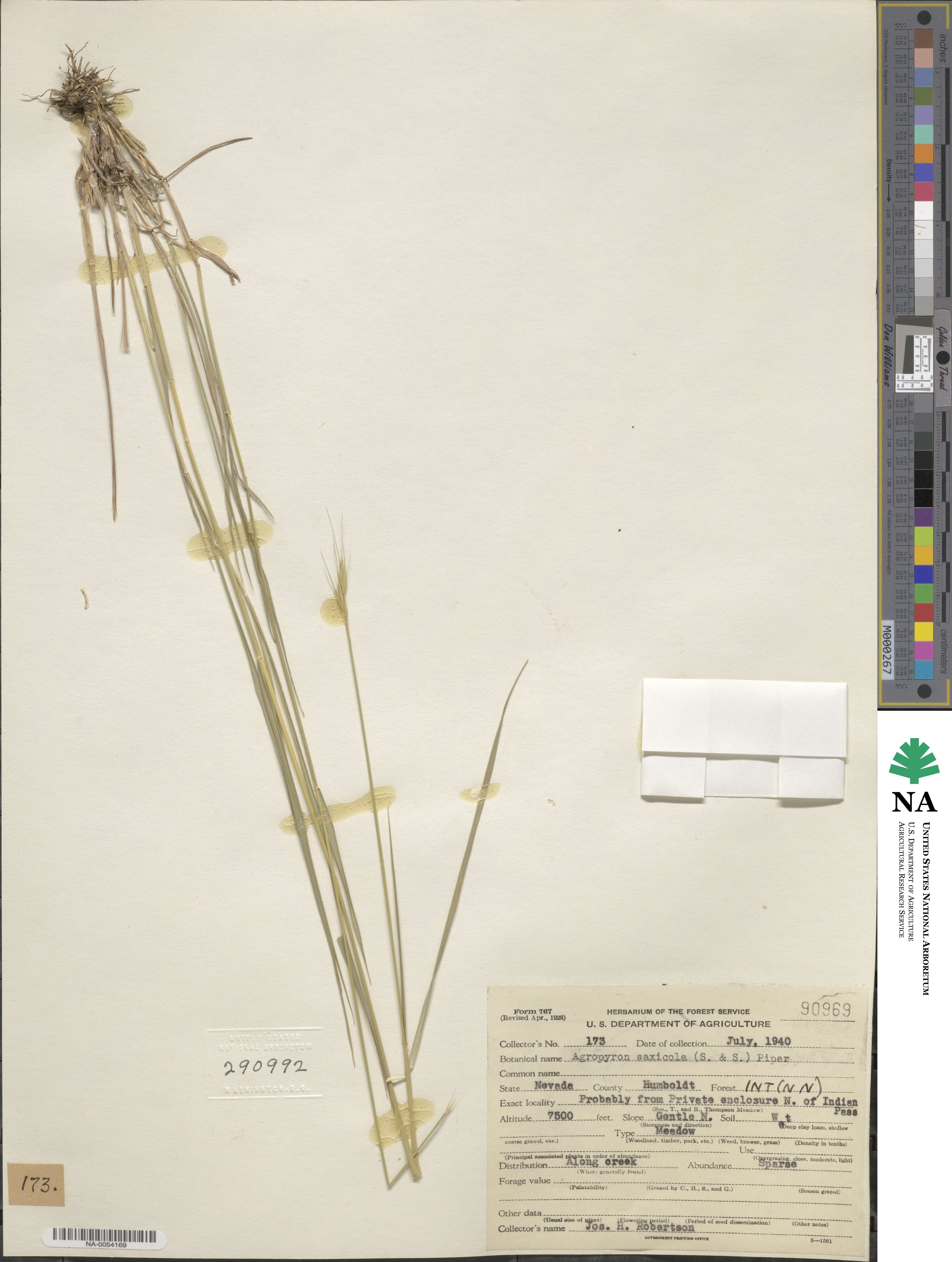 ×Pseudelymus saxicola image