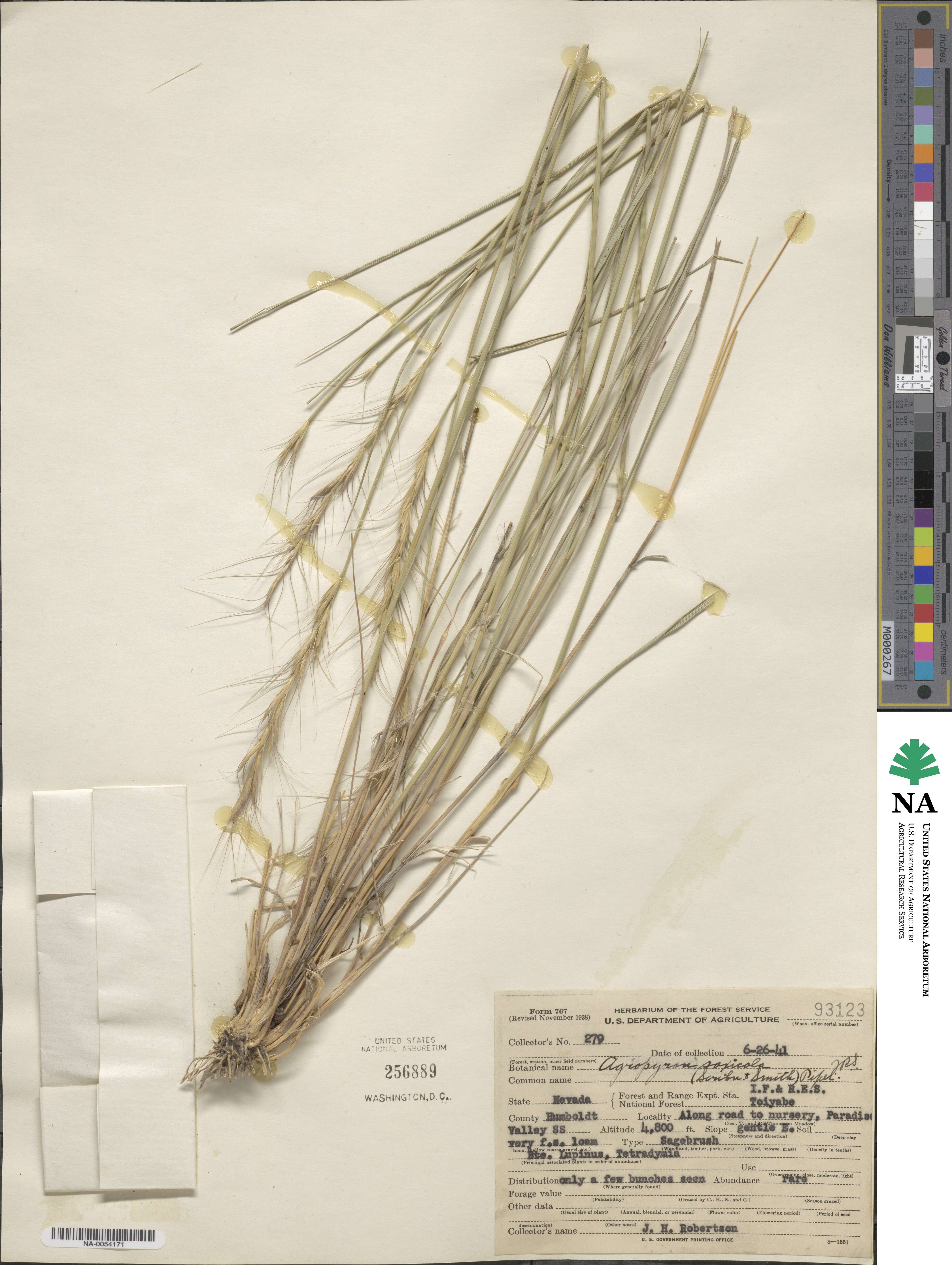 ×Pseudelymus saxicola image