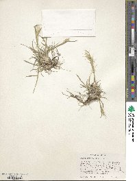 Image of Elymus scribneri