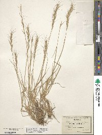 Elymus scribneri image