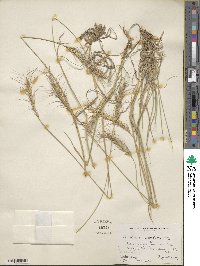 Elymus scribneri image