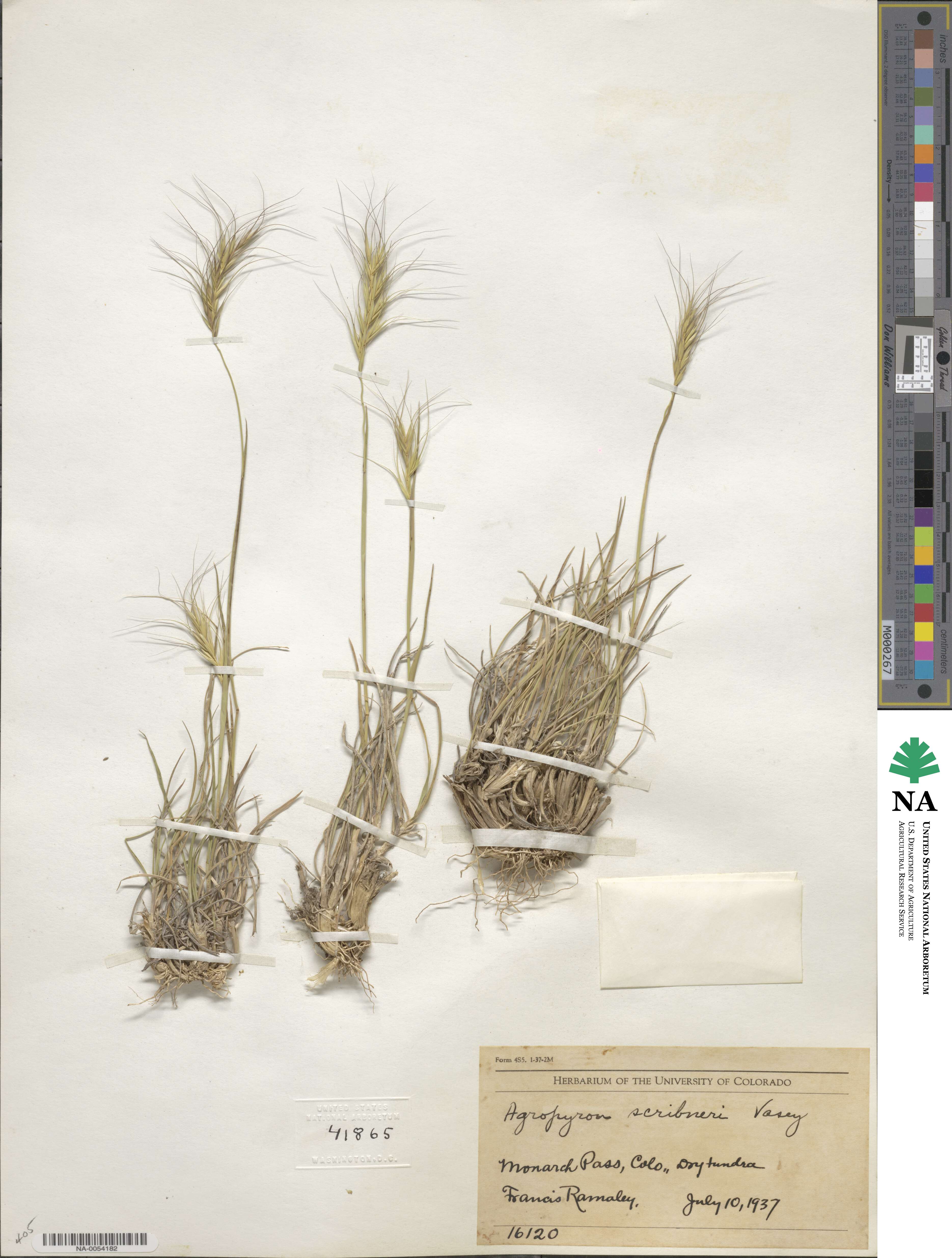 Elymus scribneri image