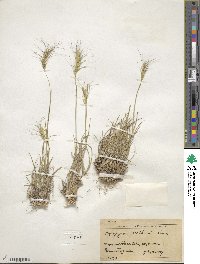 Elymus scribneri image