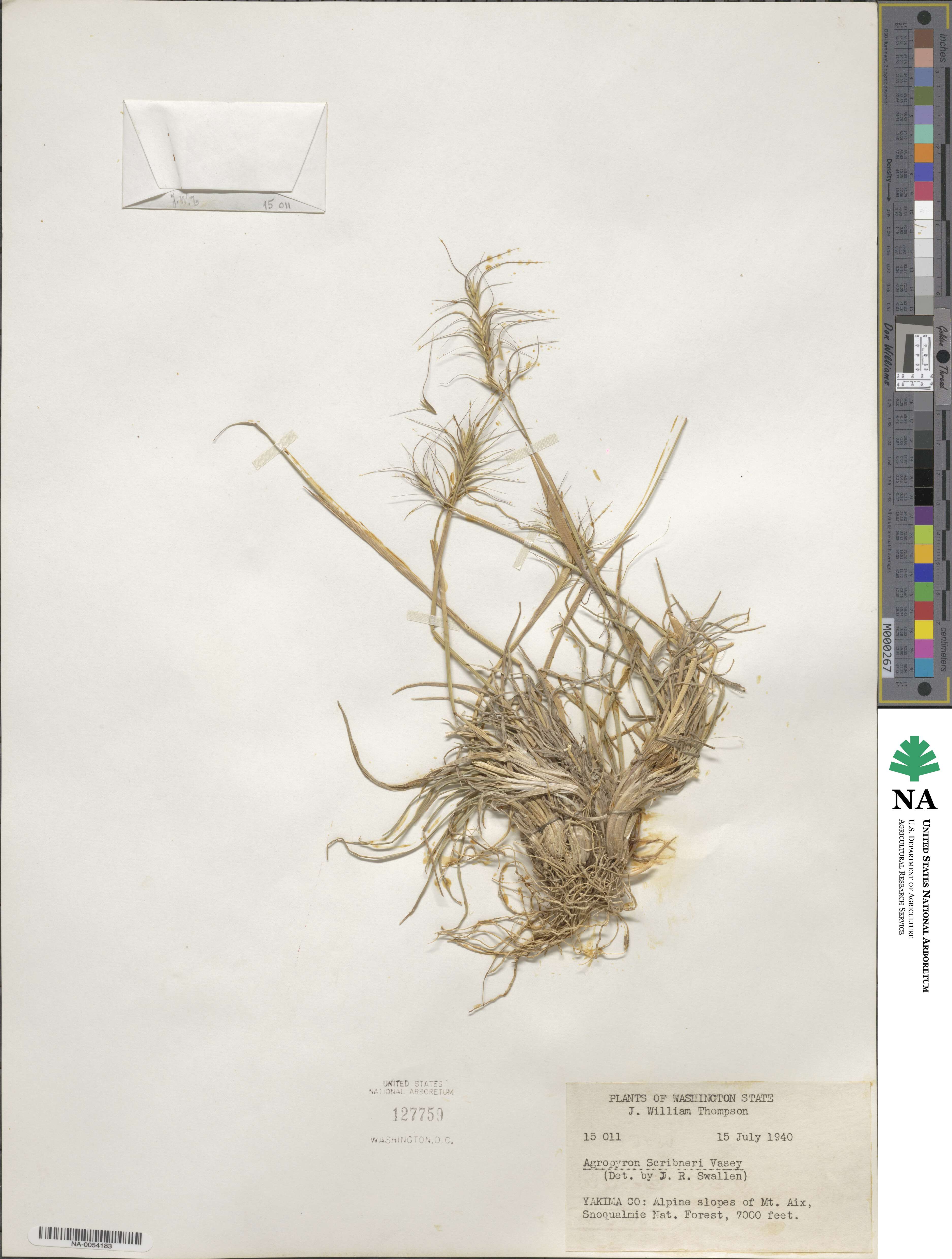 Elymus scribneri image