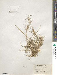 Elymus scribneri image