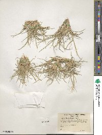 Elymus scribneri image