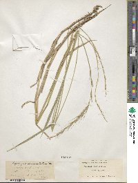 Elymus semicostatus image