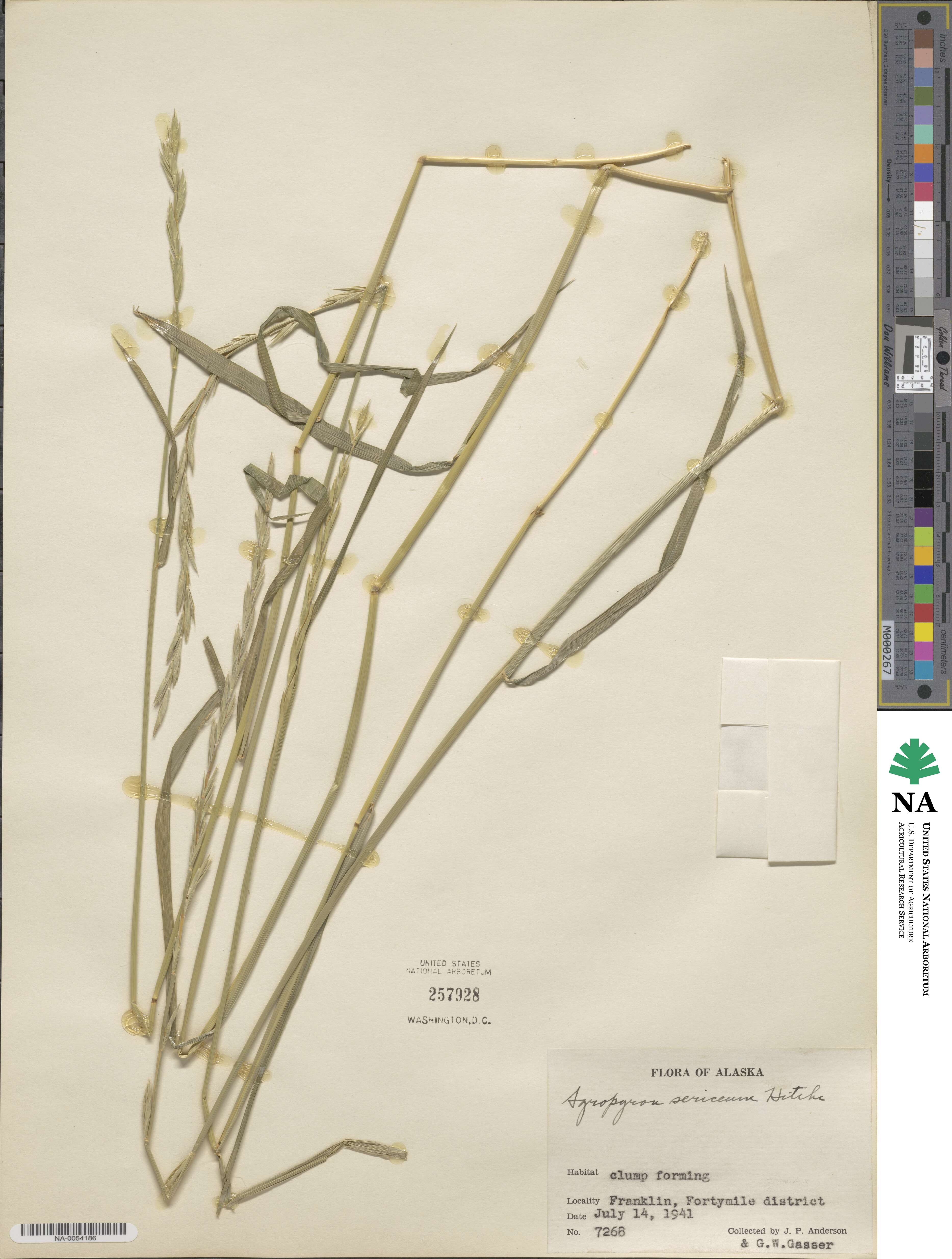 Elymus macrourus image