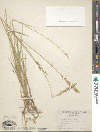 Elymus smithii image