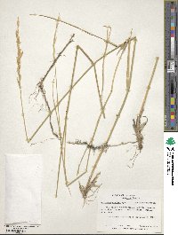 Elymus smithii image