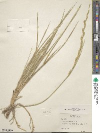 Elymus smithii image