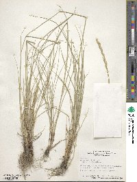 Elymus smithii image