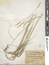 Elymus smithii image