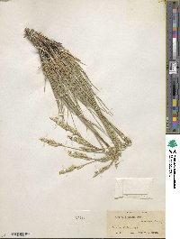 Elymus smithii image