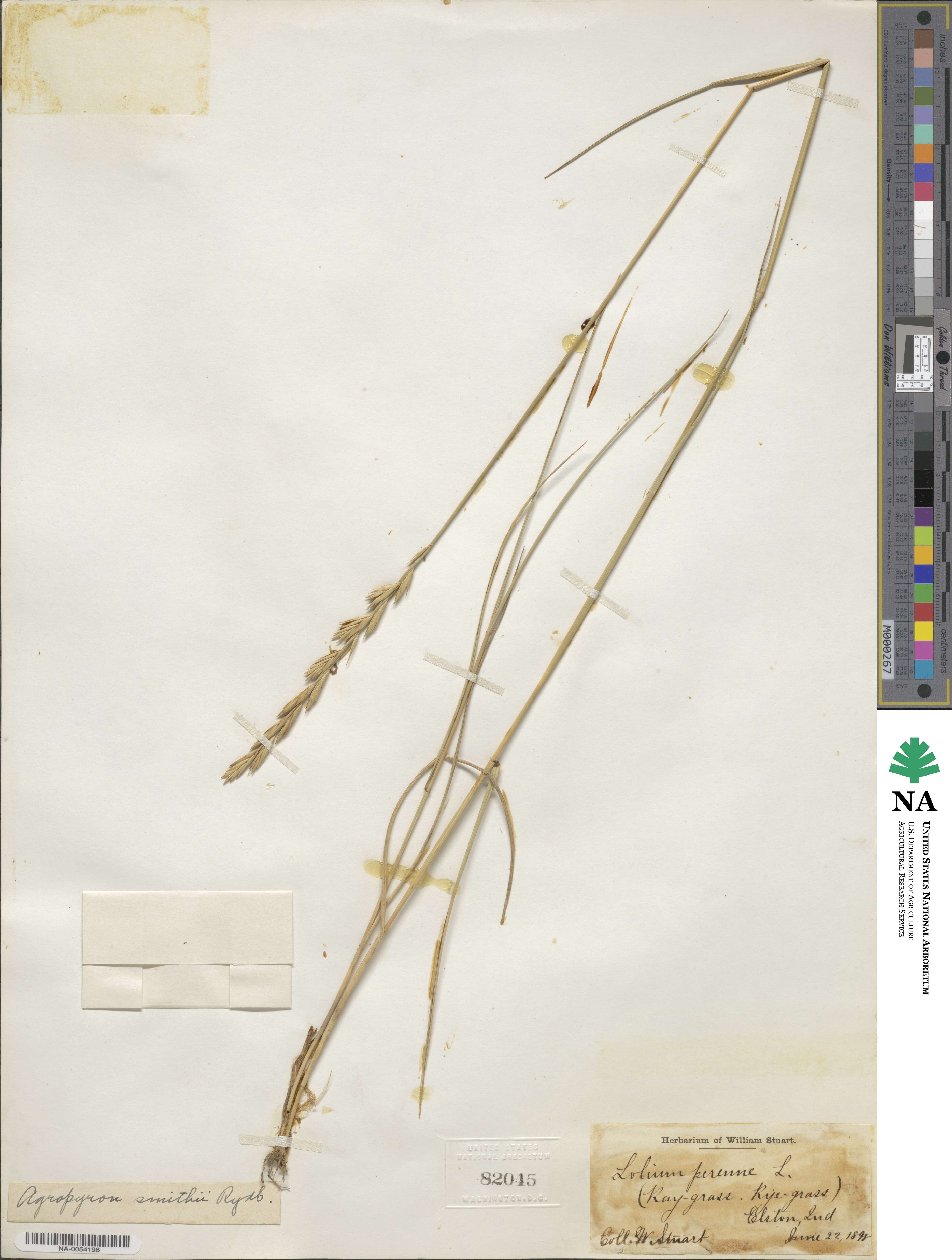 Elymus smithii image