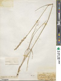 Elymus smithii image