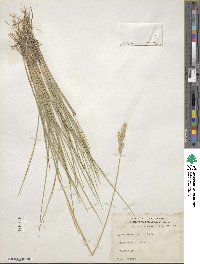 Elymus smithii image