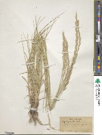 Elymus smithii image