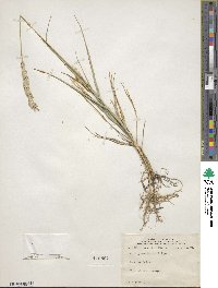 Elymus smithii image