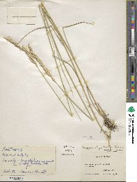 Elymus smithii image