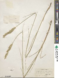 Elymus smithii image