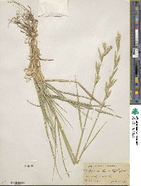 Elymus smithii image