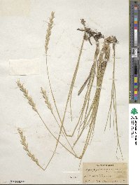 Elymus smithii image