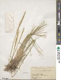 Elymus smithii image