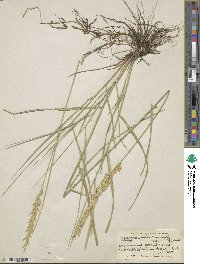 Elymus smithii image