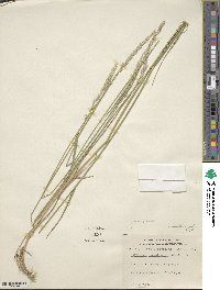 Elymus smithii image