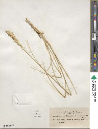 Elymus smithii image