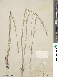 Elymus smithii image