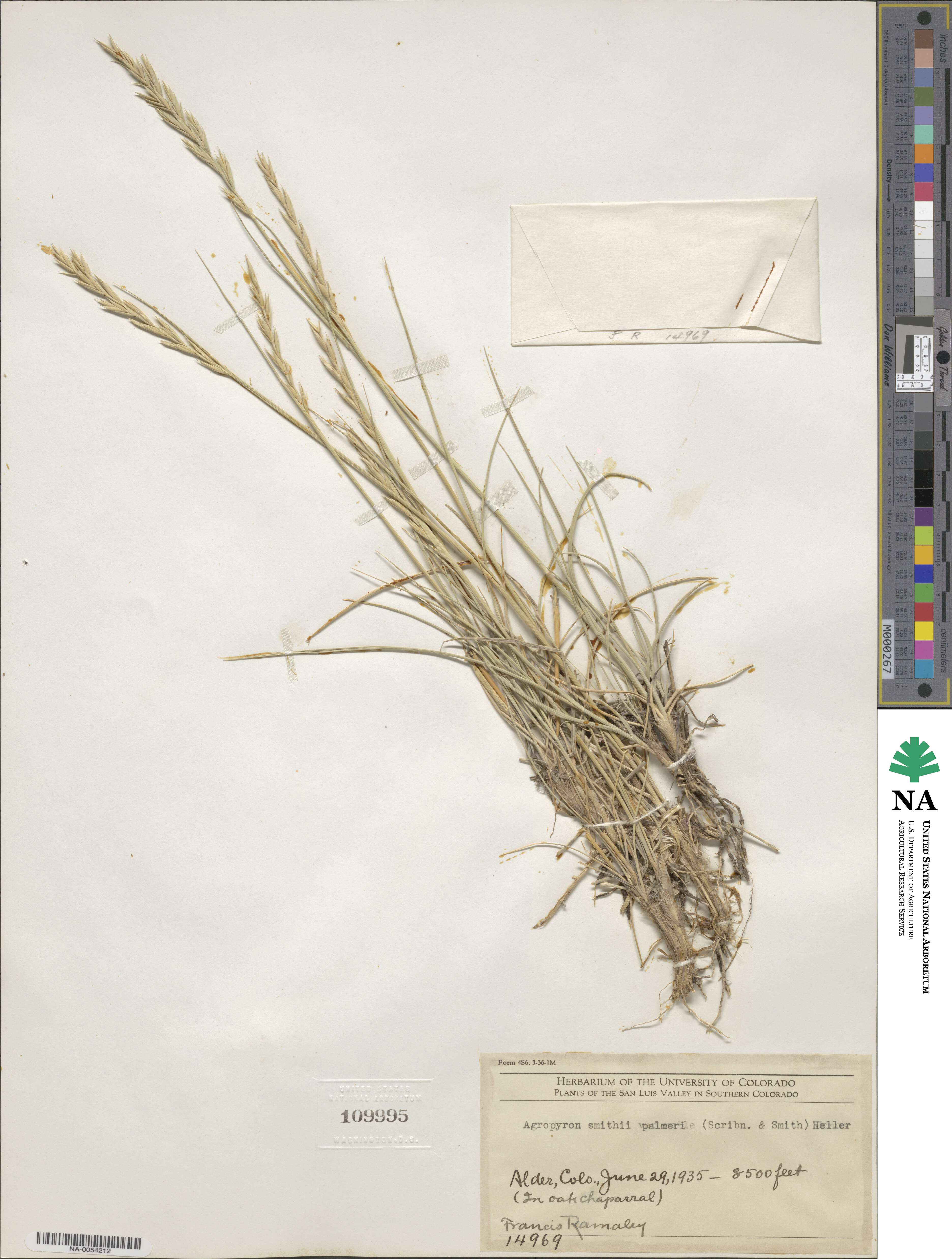 Elymus smithii image