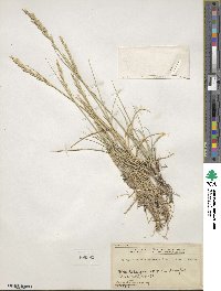 Elymus smithii image