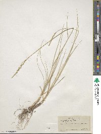 Elymus smithii image