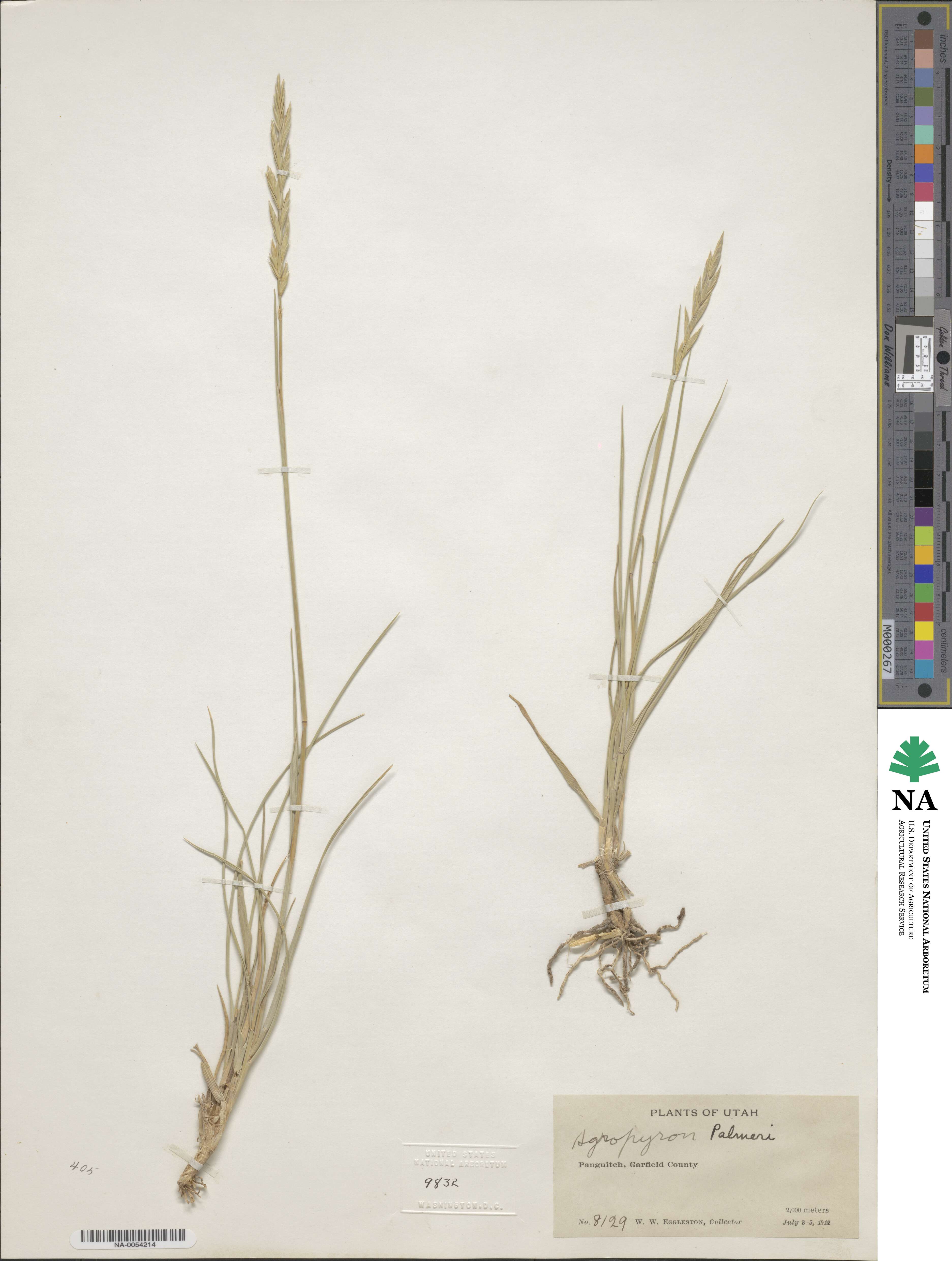 Elymus smithii image