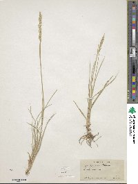 Elymus smithii image