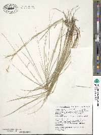 Pseudoroegneria spicata image