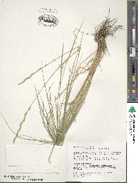 Pseudoroegneria spicata image