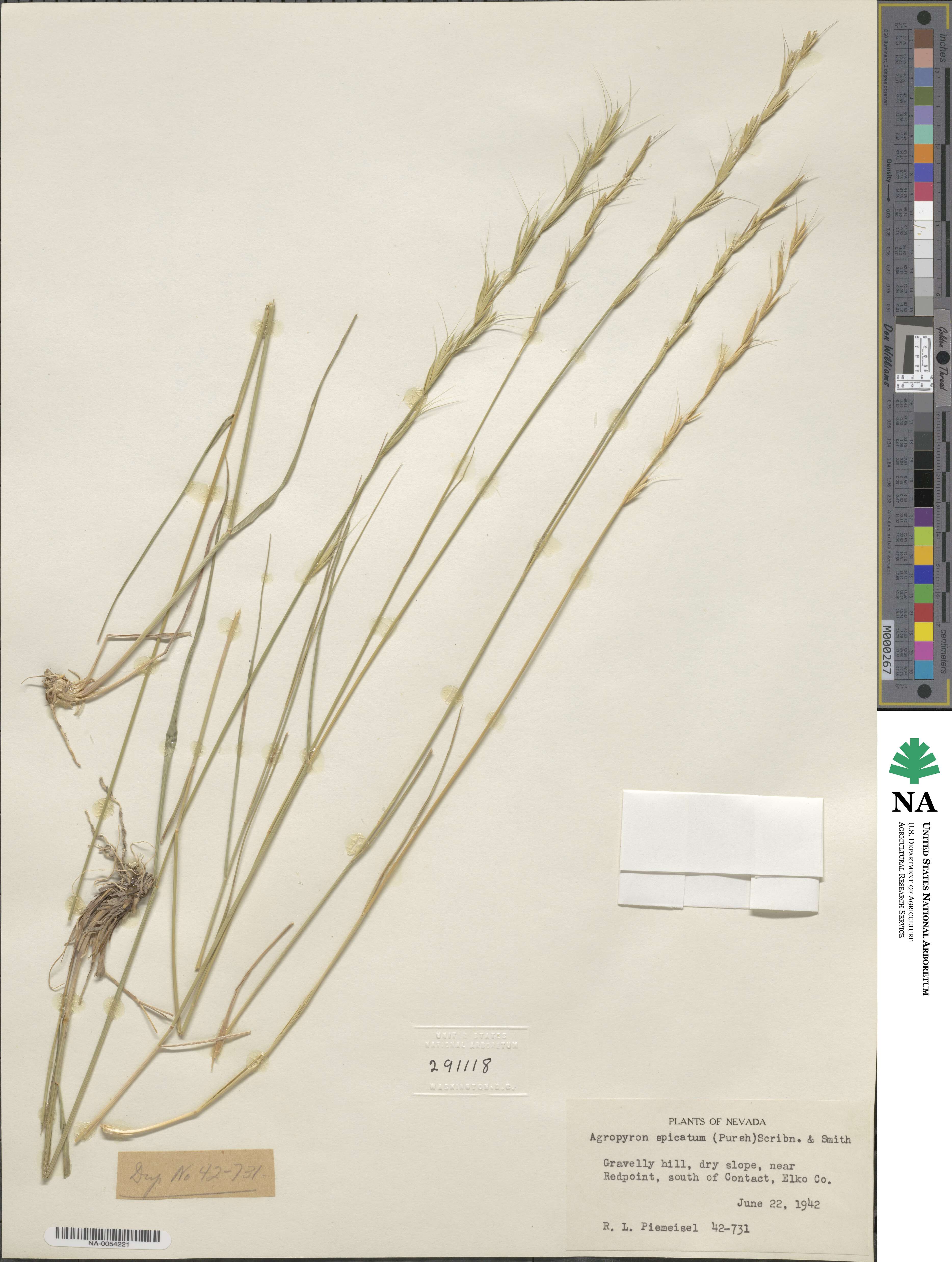 Pseudoroegneria spicata image
