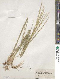 Pseudoroegneria spicata image