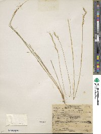 Pseudoroegneria spicata image